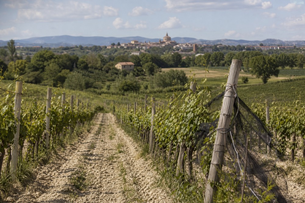 Rows of white grape vines on a sunny hillside in Piedmont.