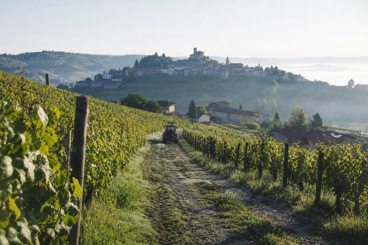 Vineyard-covered hills of the Langhe near Barolo with a quiet road winding between rows.