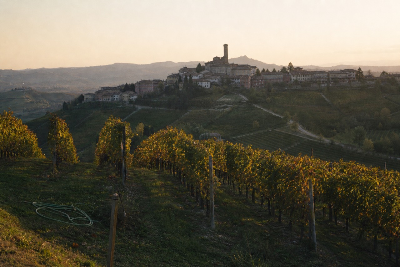 Nebbiolo vineyards on the hills around Barbaresco at golden hour.
