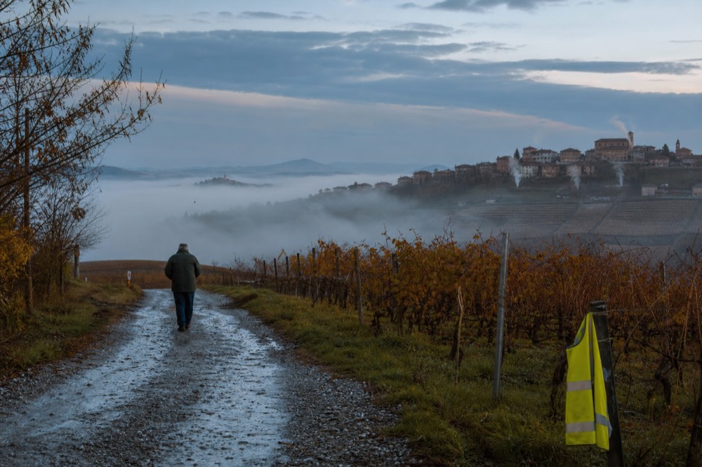 Autumn vineyard colors in Piedmont.
