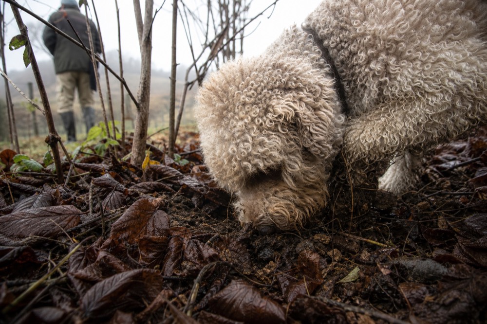 Truffle dog sniffing the ground in a Langhe forest.