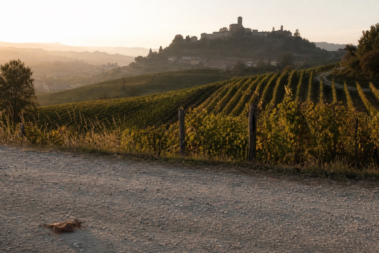 Rolling vineyard hills of the Langhe near Barolo at golden hour.