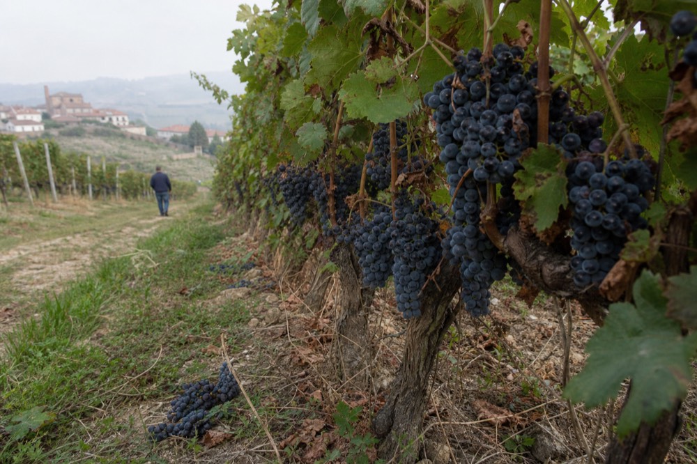 Nebbiolo grape clusters close to harvest on a Langhe slope.