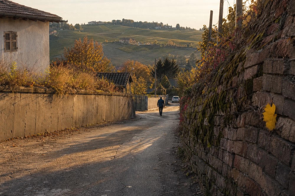 Cyclist's view along an empty vineyard road at golden hour.