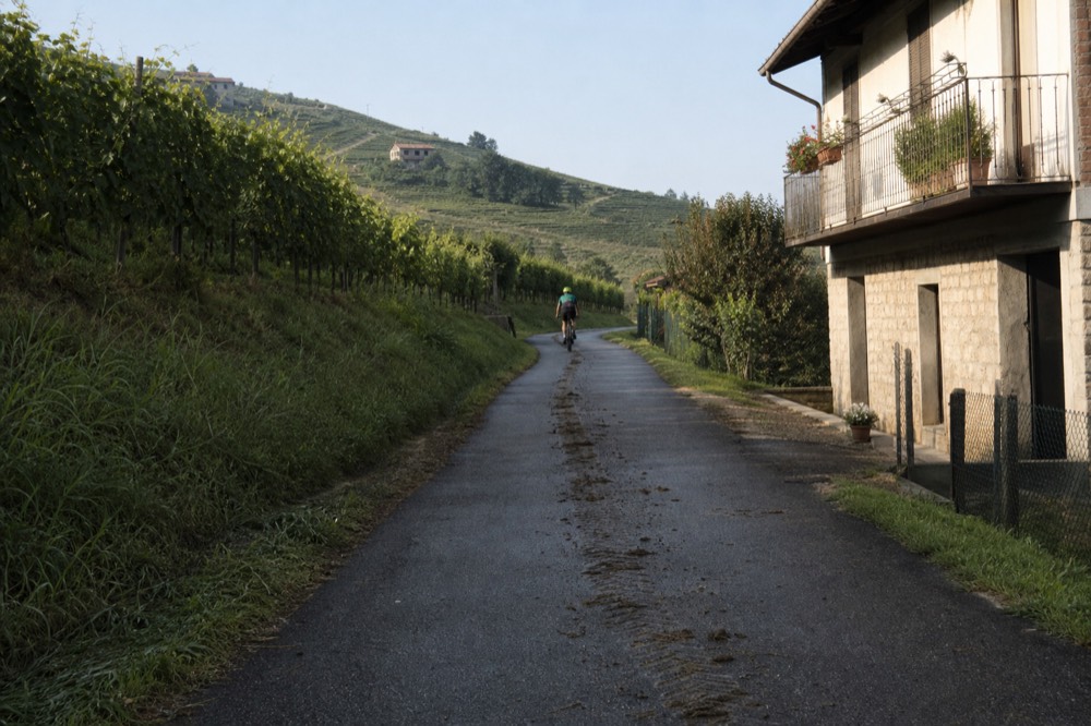 Cyclist on a quiet road through Barbaresco vineyards.