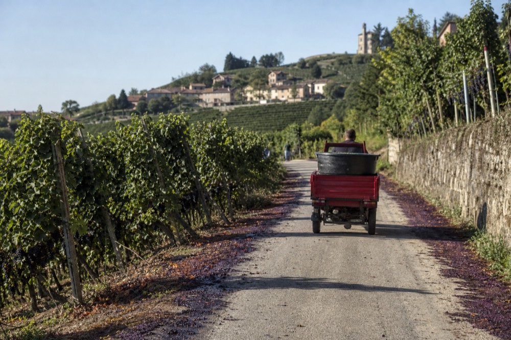 Sunlit vineyard road in the Langhe with rows of vines on either side.