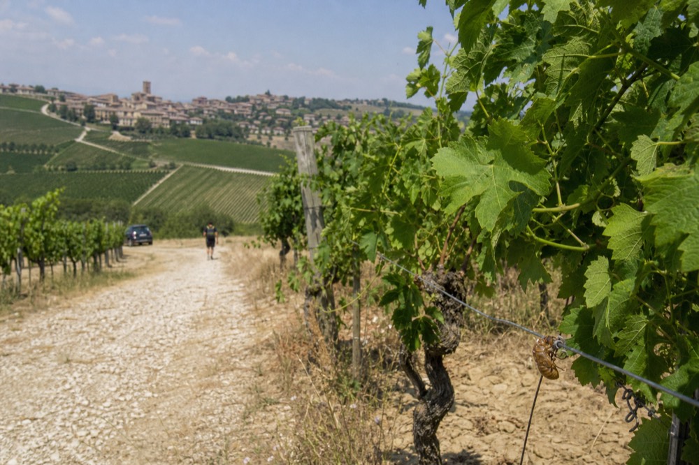 Dry vineyard track under strong midday sun in the Langhe hills.