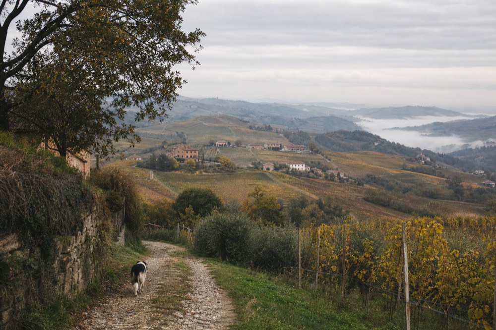 Rolling Monferrato hills with scattered vineyards and woodland.