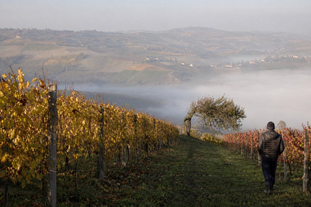 Golden vineyard rows in autumn light on a Monferrato hillside.