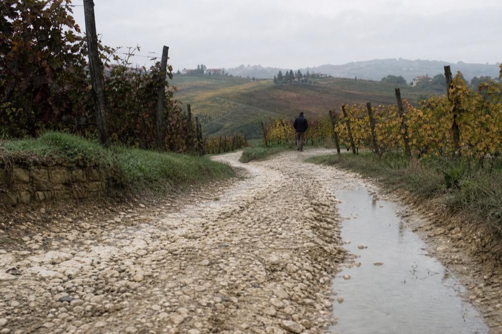 A quiet gravel lane running between vineyard rows in the Langhe.