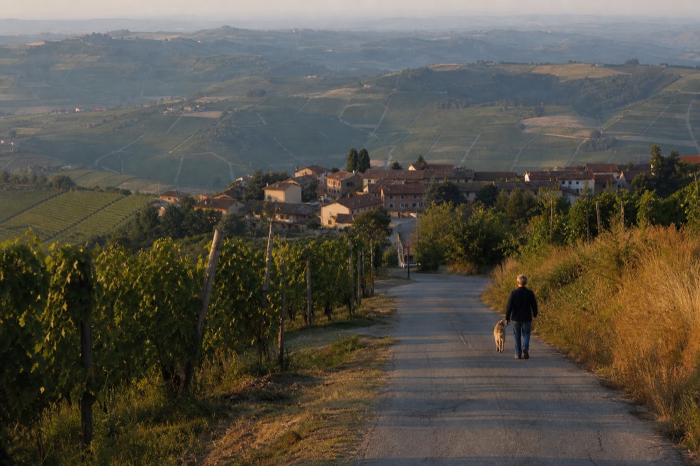 Vineyard road winding through Barolo hills.