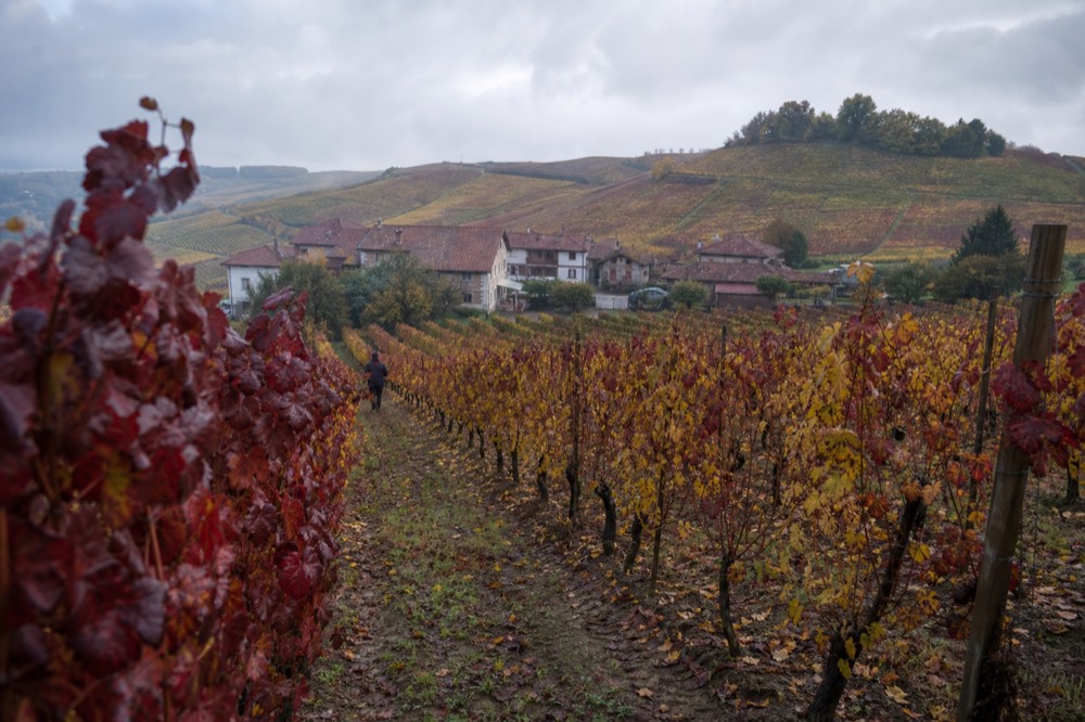 Autumn vineyard with red and yellow leaves.